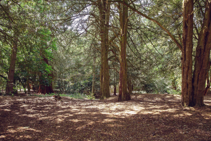 Co-ed Prep School, Swanbourne House, Buckinghamshire